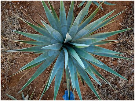 agave